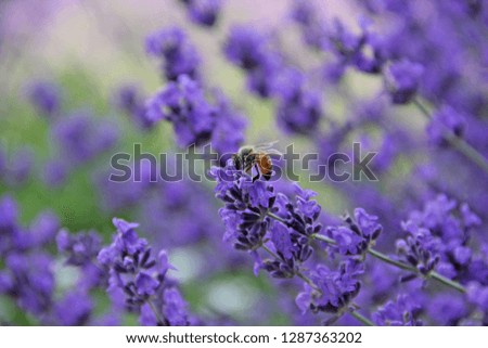 Bright and light picture of common bee on a lavender blossom.
