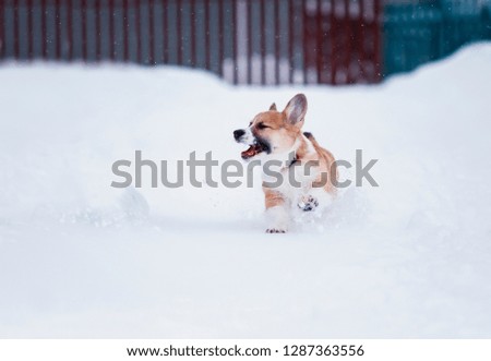 small red puppy walks in deep white snowdrifts in the winter in the village fun running and catching snowflakes