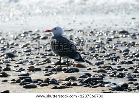 Seagulls on a rocky beach before sunset time.  California, San Diego, La Jolla