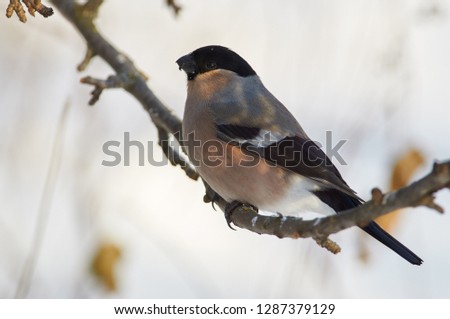 Eurasian bullfinch (pyrrhula pyrrhula) sits on a branch of a wild apple in the shade in a winter forest park