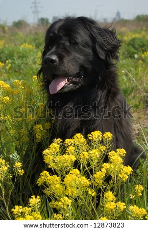 Newfoundland dog in the grass and colza flowers Royalty-Free Stock Photo #12873823