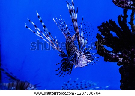 Fish Lionfish - Zebra, Pterois volitans
close up