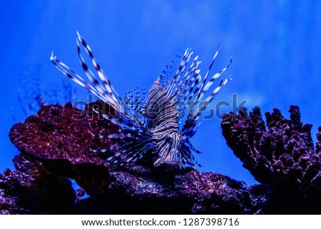 Fish Lionfish - Zebra, Pterois volitans
close up
