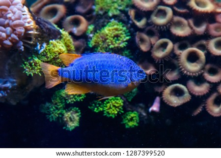 Fish Antias lyretail Pseudanthias squamipinnis
close up