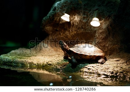 Little turtle having sunbathes under the light of lamps