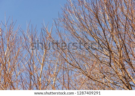 Picture of maple trees in the winter. Bare trees no leaves.