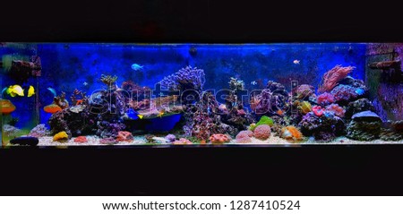 Dream coral reef aquarium tank