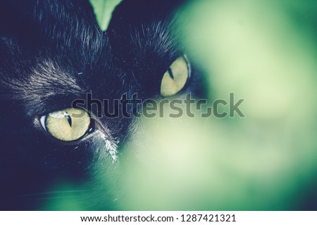 Photography black cat eyes