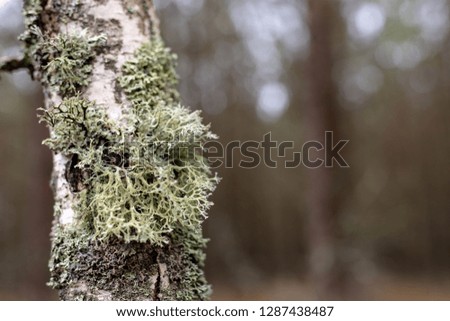 Moss and grew on the bark of birches. The bark of a birch tree. Season winter.