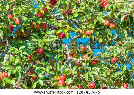 An apple tree, in a charming garden during spring
