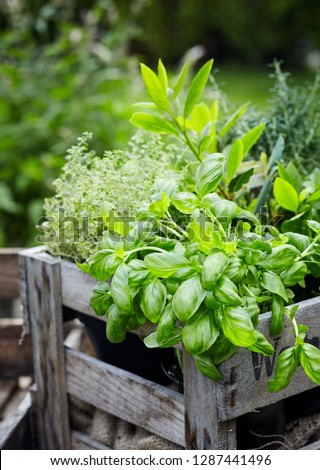 Assorted fresh herbs growing in pots in a rustic wooden crate outdoors in the garden for use in cooking or alternative medicine, basil in the foreground Royalty-Free Stock Photo #1287441496