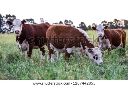 Cows in Countryside,in  Pampas landscape, Argentina