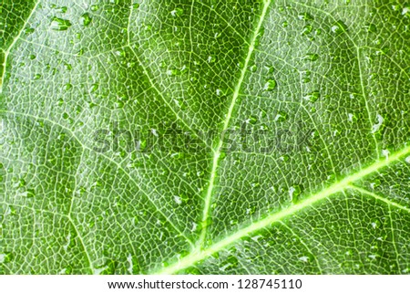 Green leaf background texture, macro