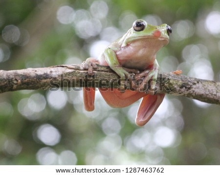 Cute Dumpy Frog