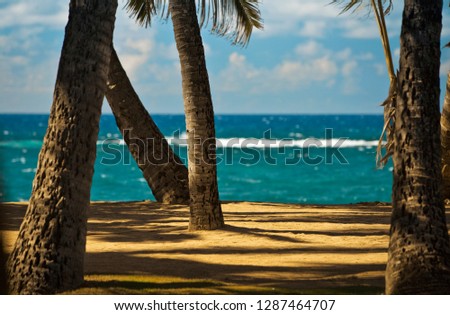 Trunks of palm trees and shadows on an empty tropical beach.