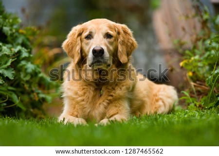 Portrait of a dog looking curious while resting in a garden.