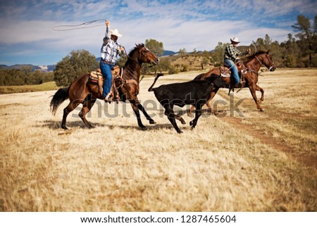 Two ranchers lassoing a runaway cow