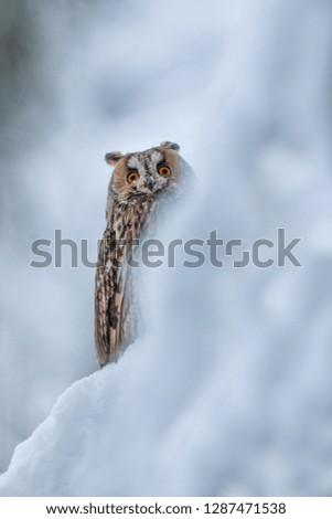 long eared owl in snow, beautiful owl hiding on tree with snow