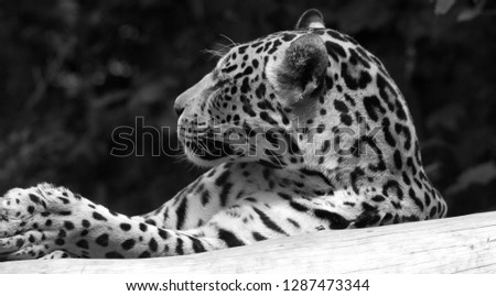 Lazy leopard resting on a branch at a zoo