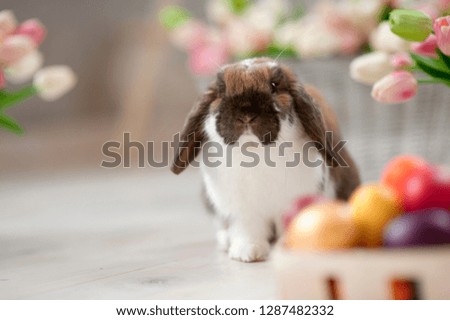 Easter holiday concept. Colorful eggs background. Bunny rabbit