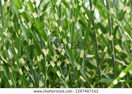 Miscanthus sinensis Zebrinus also known as Eulalia, Maiden Grass, Zebra Grass, and Chinese Silvergrass