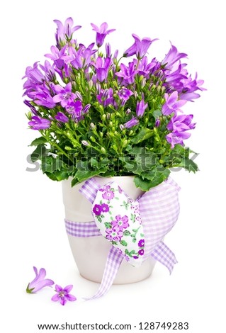 Campanula flowers in a  pot decorated with a heart .