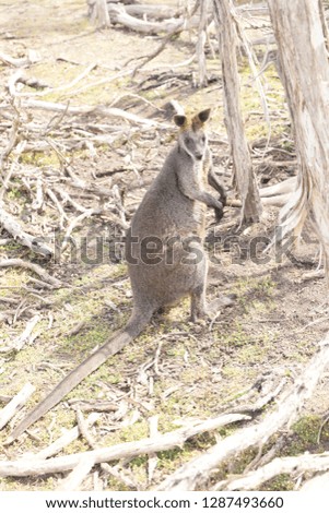 Kangaroo Australia Wild Animal 