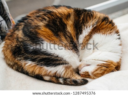 Cute cat sleeping in her bed near window having nice feline dreams