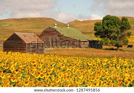 North Dakota Sunflowers Royalty-Free Stock Photo #1287495856