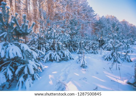 Pine branches covered with snow. Natural winter background. Winter nature. Snowy forest. Christmas background. 