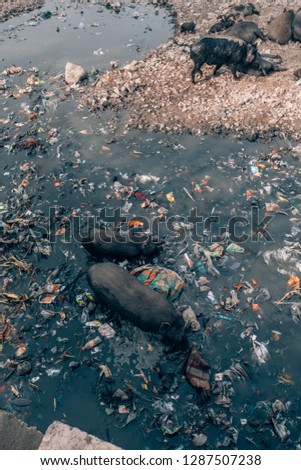 Wild pigs swimming in waste water in India with a lot of pollution of the environment