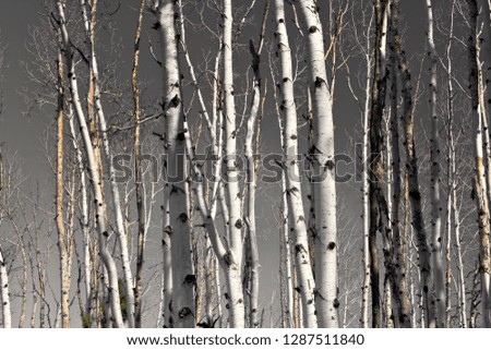 Group of Silver Birch tree trunks in a wooded area.