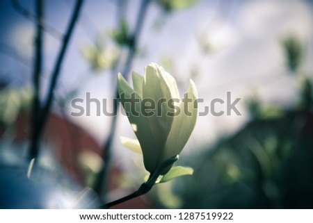 Beautiful close up magnolia flowers. Blooming magnolia tree in the spring. Selective focus