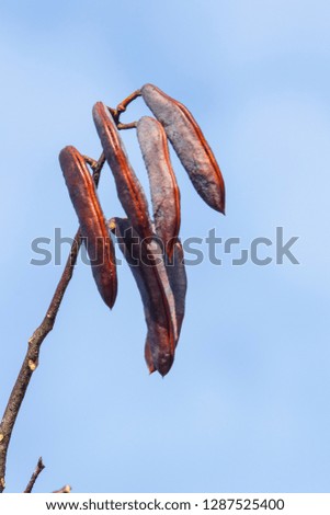 red seed pods hanging from a tree during  winter in a wisconsin park along the fox river