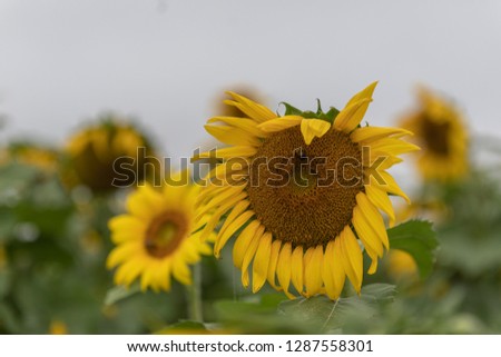 Sunflower field picture