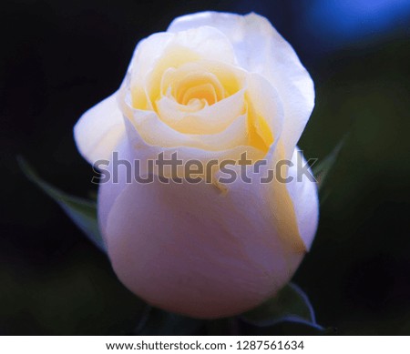 Pink and yellow rose. Photo taken outside in shallow depth of field.