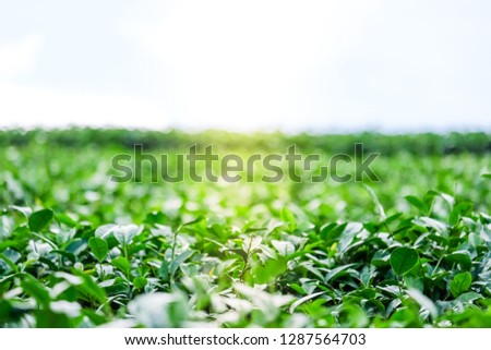 Selective focus of green tea leaf in tea field under sunlight in the morning with copy space.