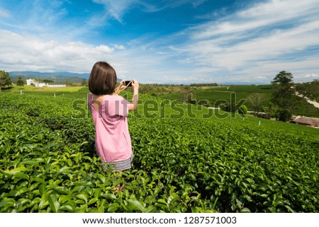 Lady tourist is taking a photo of tea farm in Chaingrai, Thailand