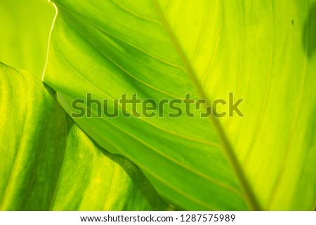 Green leaves pattern texture background, Close up & Macro shot, Selective focus, Abstract graphic design