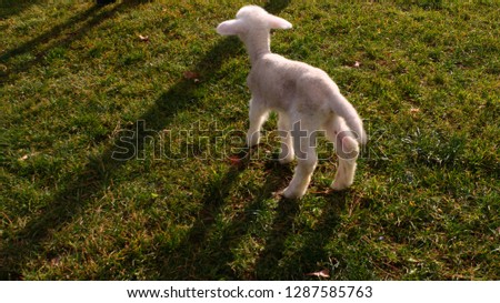 lamb first steps