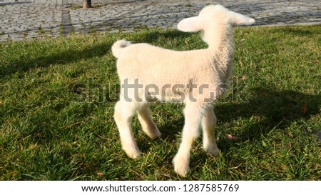 lamb first steps