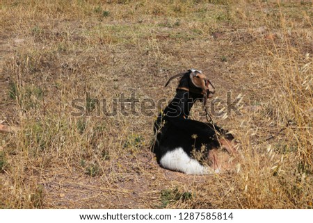 goats resting in the shades