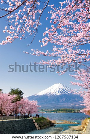 Fuji Mountain and Pink Sakura Branches at Kawaguchiko Lake