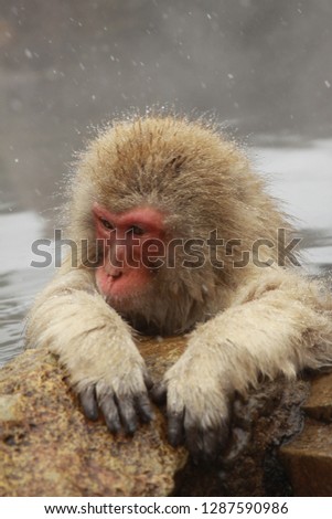 A picture of a macaque relaxing in an onsen (hot spring)