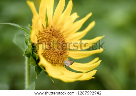 Sunflower has small butterfly inside pollen with green background.