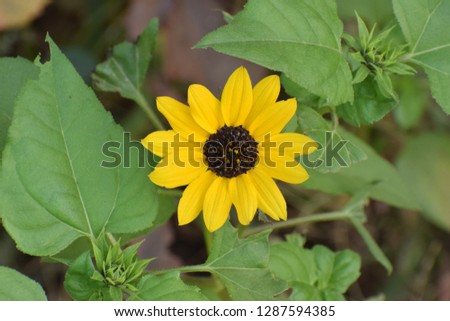 Close up of a beautiful sunflower