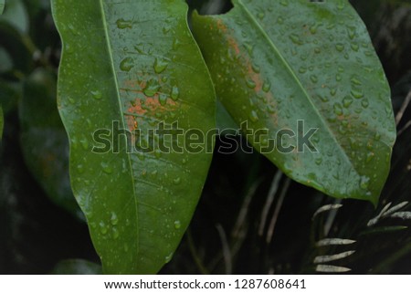 Close up photograph of outdoor green leaves with fresh raindrops trickling down them. A speckle of red glistens upon the leaves.
