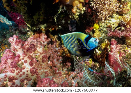 Emperor Angelfish and pink soft coral