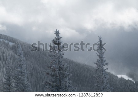 Frosted pine trees in the Rocky Mountains of Colorado. This image was taken just after a recent snowstorm that had high winds, causing a frosted effect on the trees. Light coming from the western sun