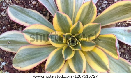 Aeonium Sunburst Succulent